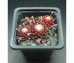 Sempervivum CANDY FLOSS