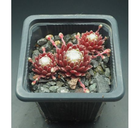 Sempervivum CANDY FLOSS