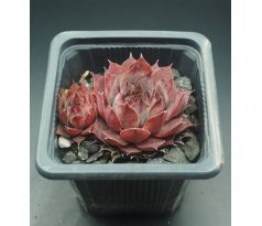 Sempervivum BLUE BOY