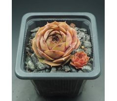 Sempervivum BRIGITTE