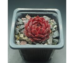 Sempervivum BLOODY MARY