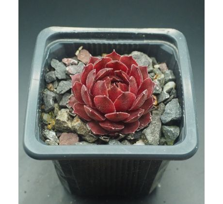 Sempervivum BLOODY MARY