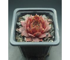 Sempervivum BRAUNBÄR