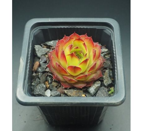 Sempervivum COMPTE DE CONGAE