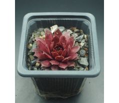 Sempervivum CENTENNIAL