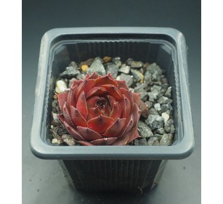 Sempervivum BROWNIE