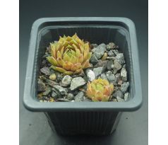 Sempervivum BROWN PASTEL