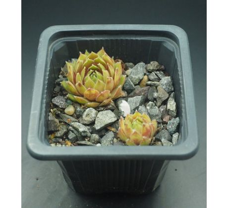 Sempervivum BROWN PASTEL