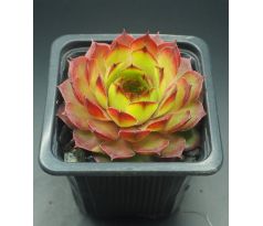 Sempervivum CLIMAX