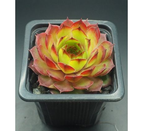 Sempervivum CLIMAX