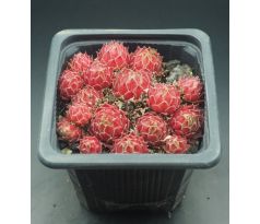 Sempervivum CONO