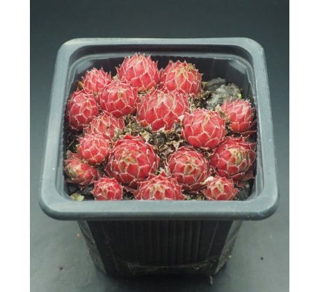 Sempervivum CONO