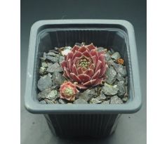 Sempervivum CORSAIR