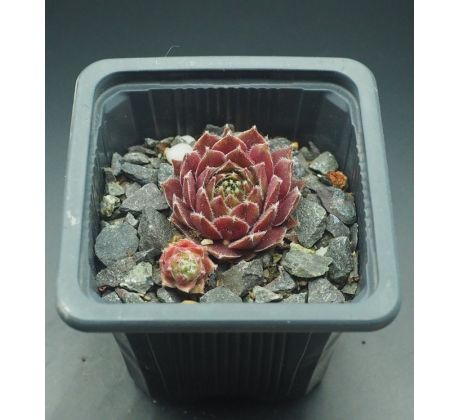 Sempervivum CORSAIR