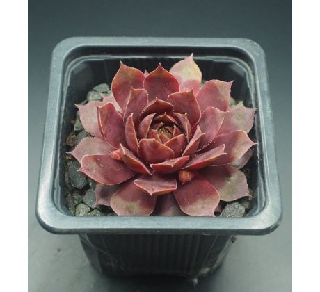 Sempervivum ELENE