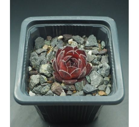 Sempervivum FAMKE