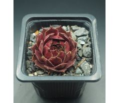 Sempervivum EMINENT