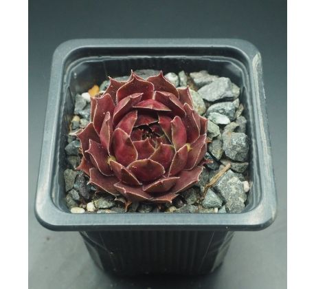 Sempervivum EMINENT