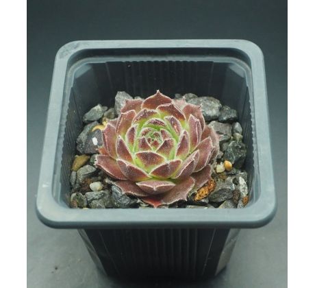 Sempervivum EXCELENCE