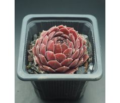 Sempervivum DIRECTOR JACOBS