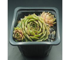 Sempervivum DISCO