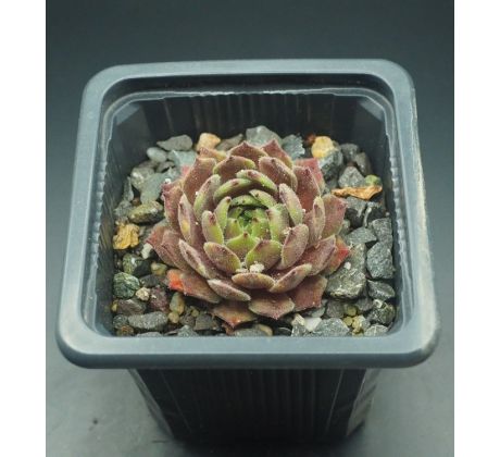 Sempervivum EXORNA