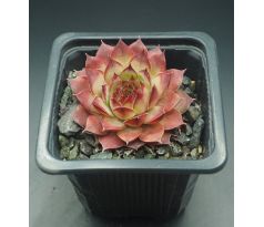 Sempervivum CRESTA