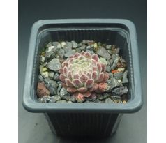 Sempervivum WENDY