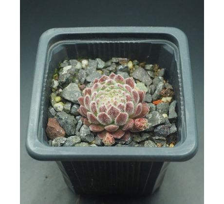 Sempervivum WENDY