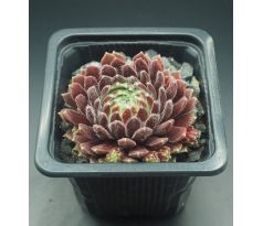 Sempervivum CRIMSON VELVET