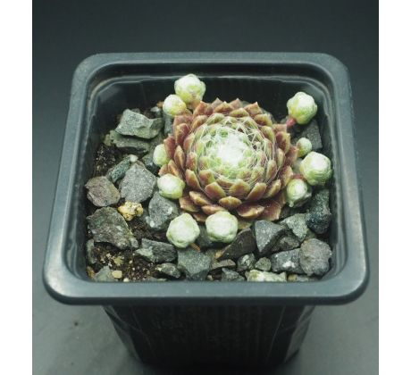 Sempervivum ELIANE