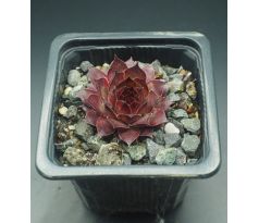 Sempervivum DARK BEAUTY