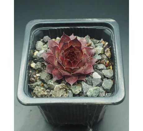 Sempervivum DARK BEAUTY