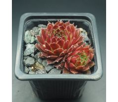 Sempervivum COSTA