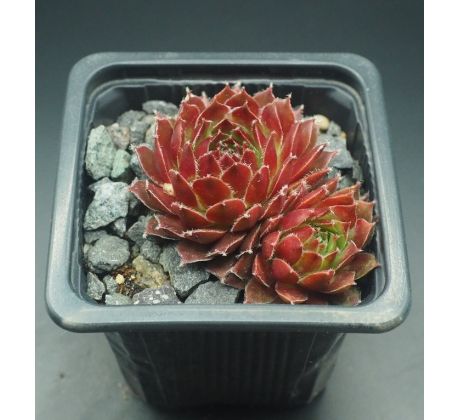 Sempervivum COSTA