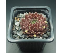 Sempervivum COTOPAXI