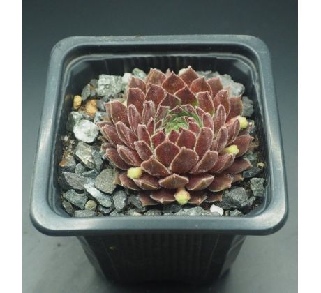 Sempervivum COTOPAXI