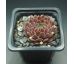 Sempervivum COTOPAXI