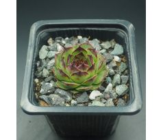 Sempervivum CRUCIFY