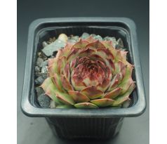 Sempervivum ROSANII