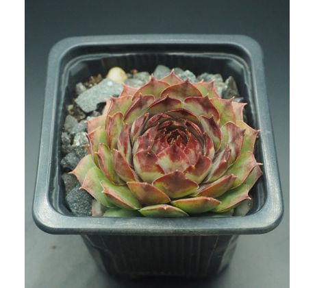 Sempervivum ROSANII