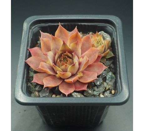 Sempervivum ROSE QUEEN