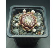 Sempervivum ROTKUGEL