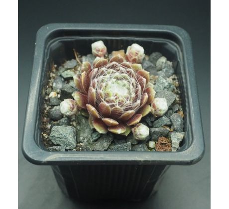 Sempervivum ROTKUGEL