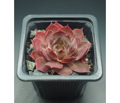 Sempervivum ROTSTRAHL