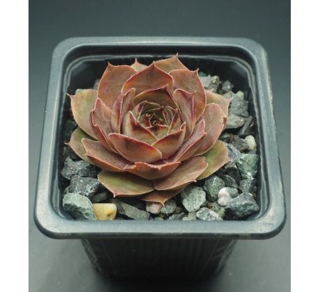 Sempervivum RITA