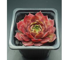 Sempervivum RIHAMA