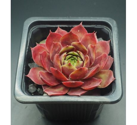 Sempervivum RIHAMA