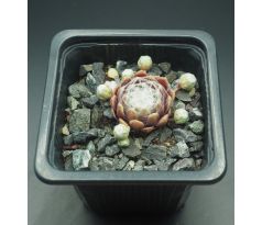 Sempervivum ROTEIRO