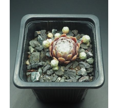 Sempervivum ROTEIRO